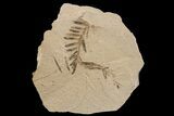 Dawn Redwood (Metasequoia) Fossil - Montana #165163-1